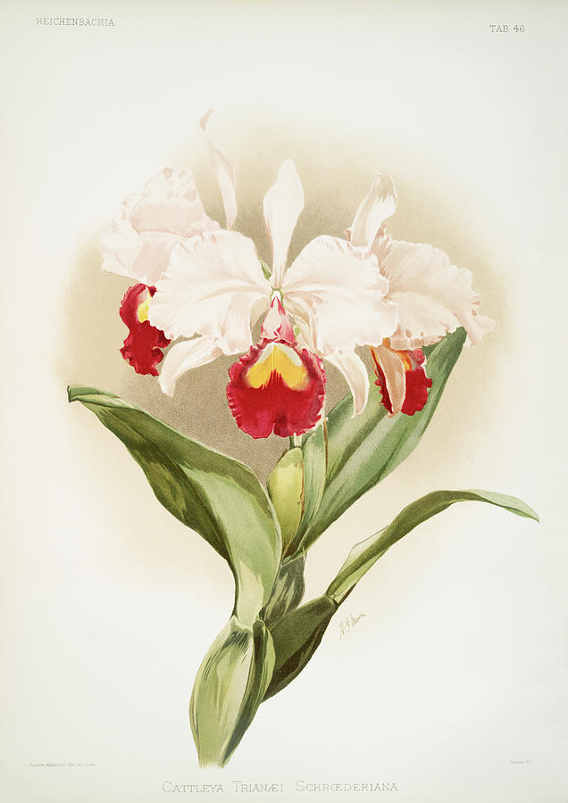Cattleya trianaei schroederiana Orchid Painting by World Art Collective
