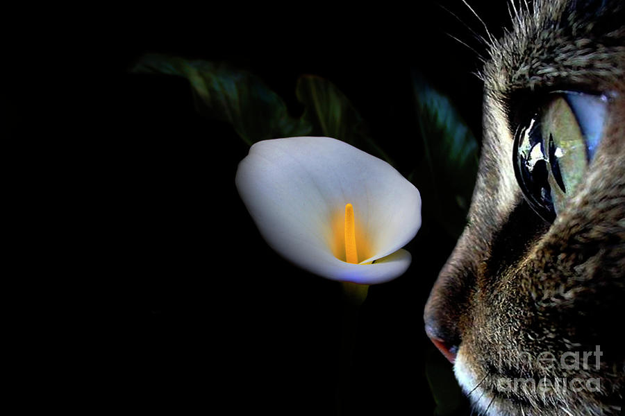 Catty Calla Photograph by Al Bourassa