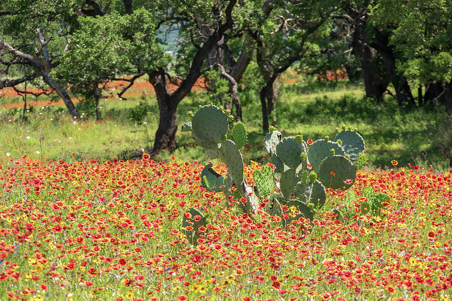 Catus in hill country flowers Photograph by Nathan Wasylewski