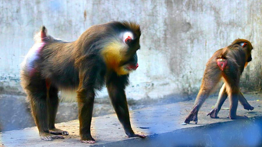 Catwalk By Monkeys Photograph