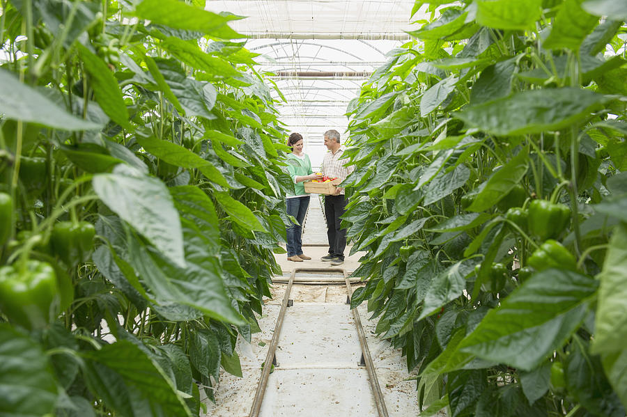 Caucasian couple talking in greenhouse Photograph by Jacobs Stock Photography Ltd