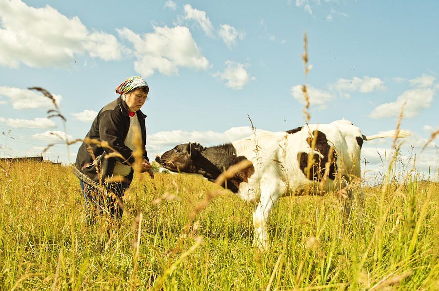 Caucasian farmer feeding cow in rural field Drawing by Aleksander Rubtsov