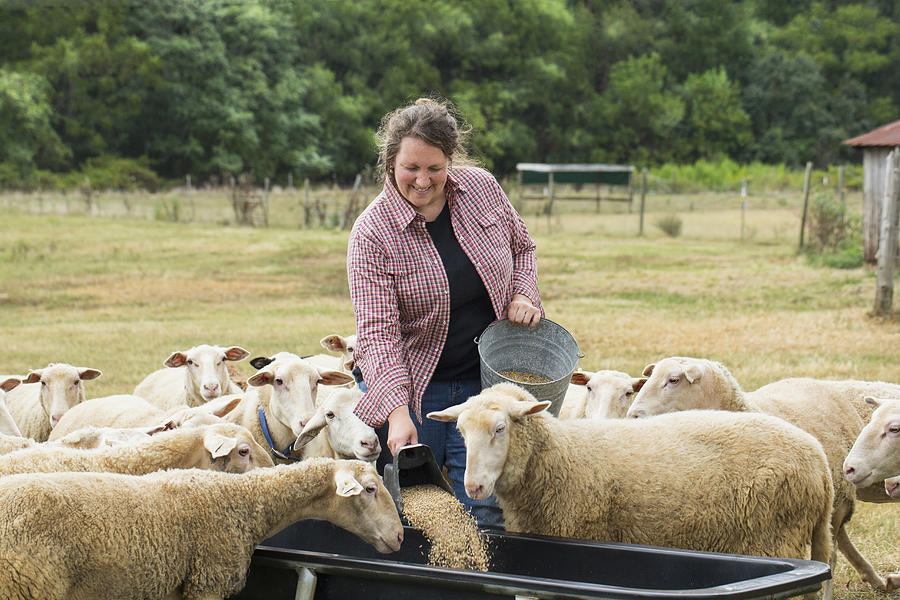 Caucasian farmer feeding sheep in field Photograph by Ariel Skelley