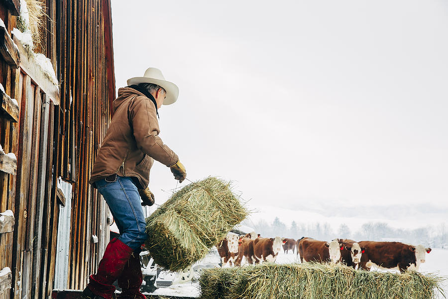 Caucasian farmer hauling hay near snowy barn Photograph by Inti St Clair