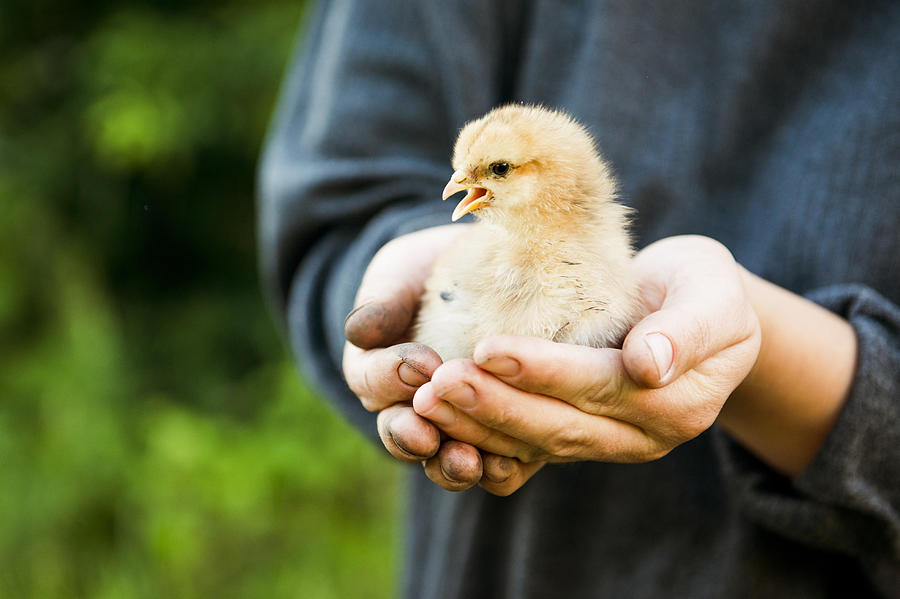 Caucasian farmer holding chick Photograph by Aleksander Rubtsov