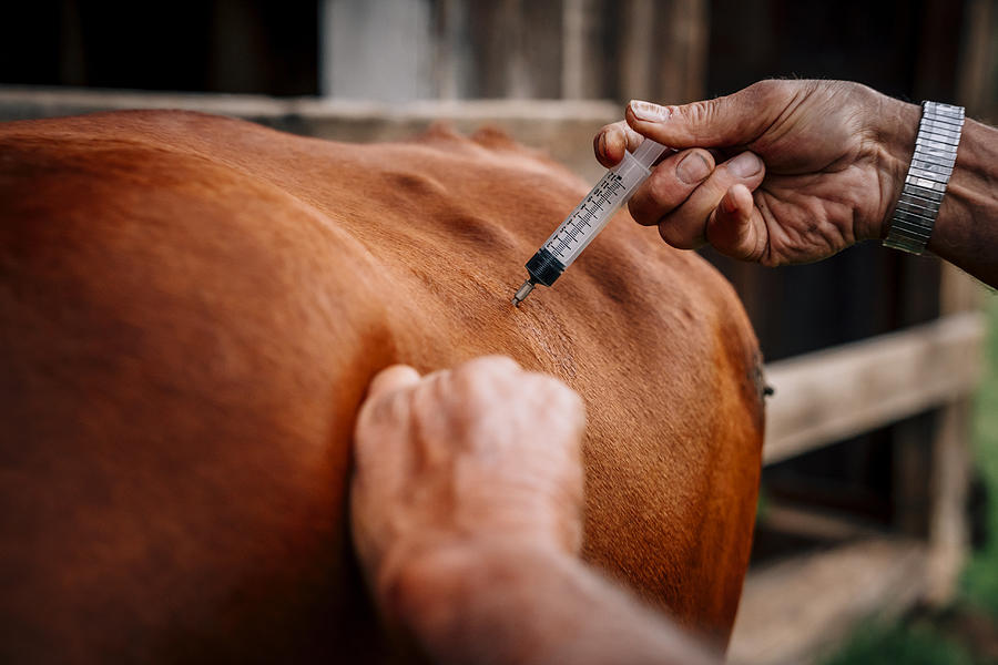 Caucasian farmer injecting cow with vaccine Photograph by Inti St Clair
