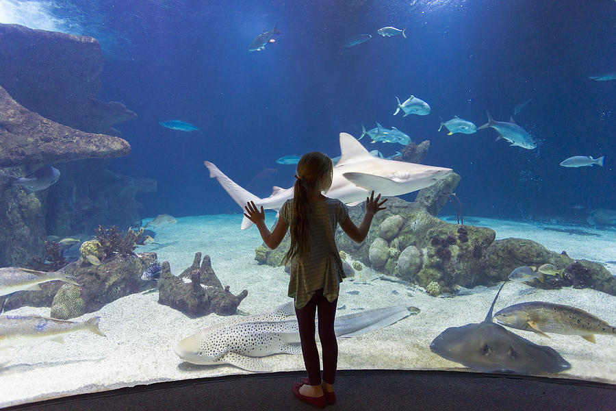 Caucasian girl admiring fish in aquarium Photograph by Marc Romanelli