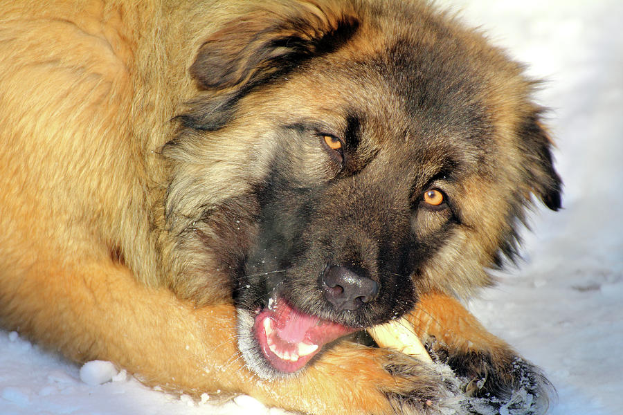 Caucasian Shepherd dog eating bone Photograph by Mikhail Kokhanchikov
