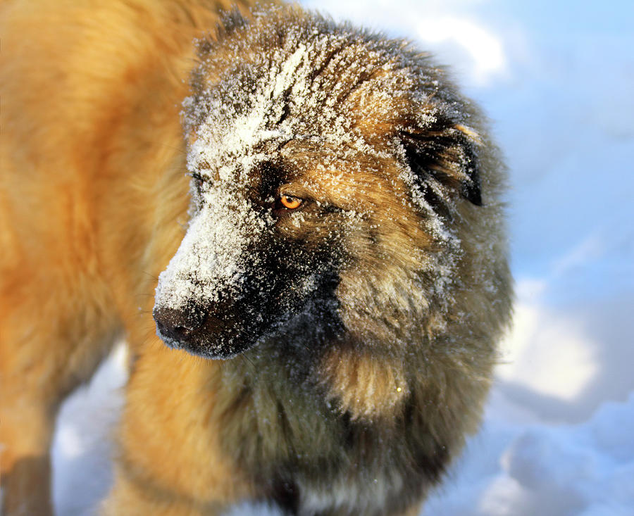 Caucasian Shepherd dog in snow Photograph by Mikhail Kokhanchikov