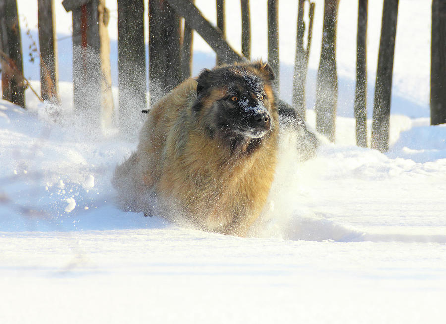 Caucasian Shepherd dog running in snow Photograph by Mikhail Kokhanchikov