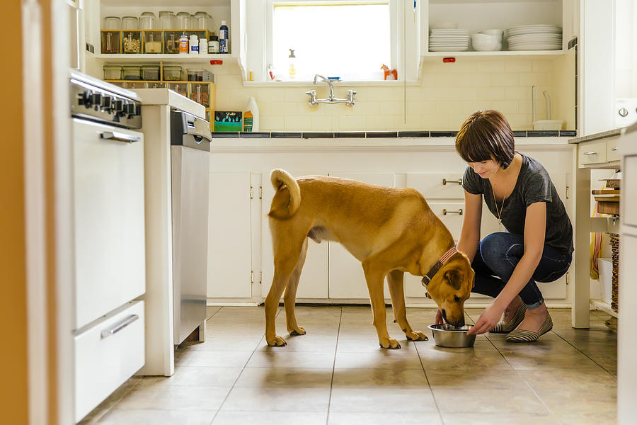 Caucasian woman feeding dog in kitchen Photograph by Inti St Clair