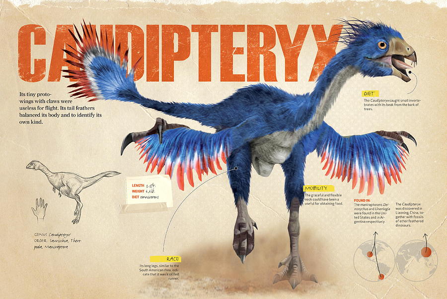 Caudipteryx Digital Art by Album