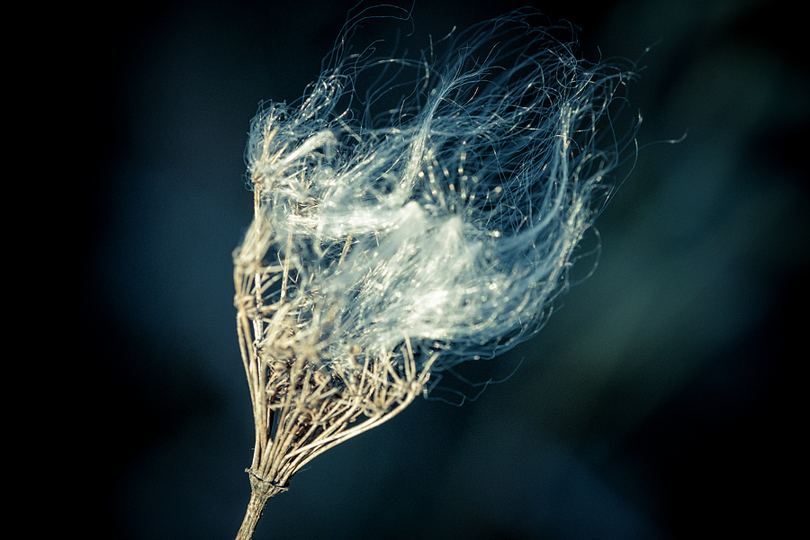 Caught In Queen Annes Lace Photograph by Christi Kraft