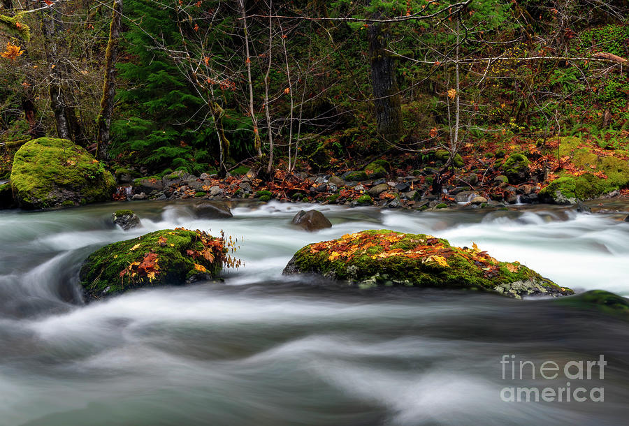 Fall Photograph - Caught in the Middle by Michael Dawson