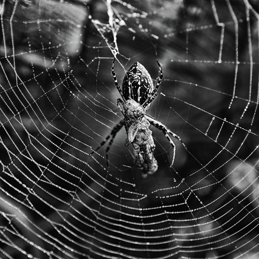 Spider Photograph - Caught by Sue Capuano