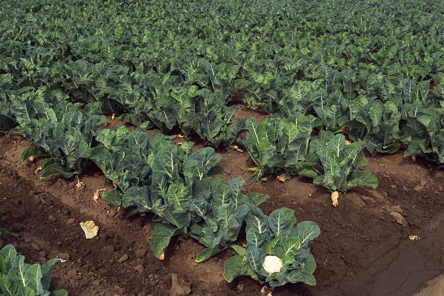 Cauliflower field Photograph by Comstock Images