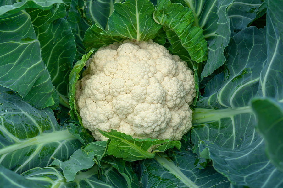 Cauliflower grows in organic soil in the garden on the vegetable area. Cauliflower head in natural conditions, close-up Photograph by Luiza Nalimova