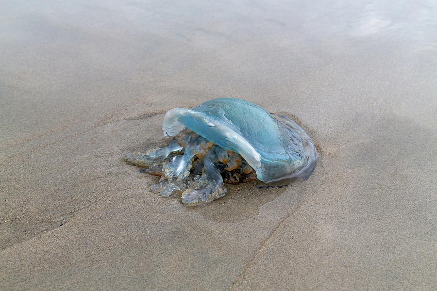 Cauliflower jellyfish Photograph by Mark Starren Fine Art America