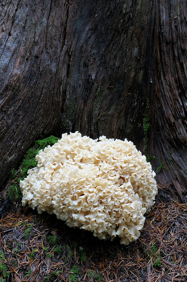 Cauliflower Mushroom, Sparassis radicata, at the base of a dead tree Photograph by Kevin Oke