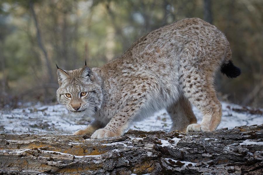 Causious Siberian Lynx Photograph by David Garcia-Costas - Fine Art America