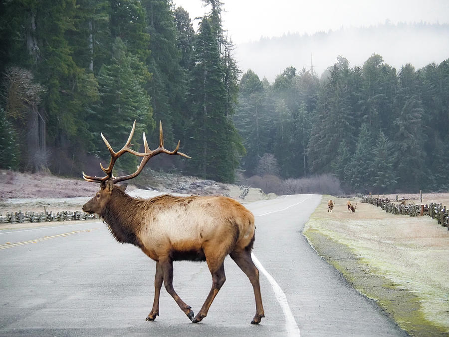 Caution Elk Crossing Photograph by Beth McAlister Fine Art America