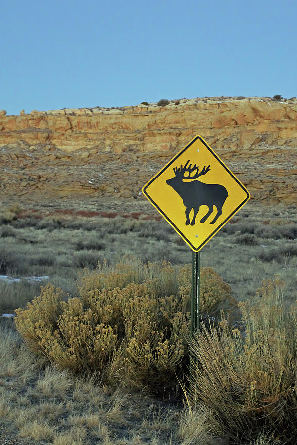Caution Elk Photograph by Jennifer Robin