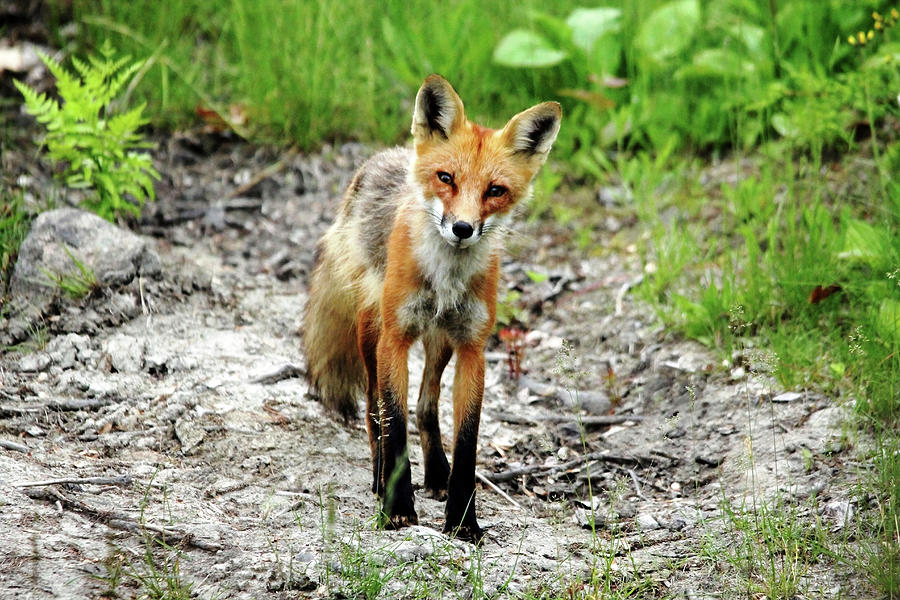 Cautious But Curious Red Fox Portrait Photograph by Debbie Oppermann