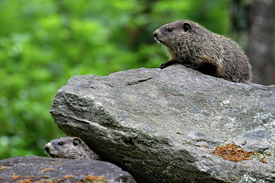 Cautious Groundhogs Photograph