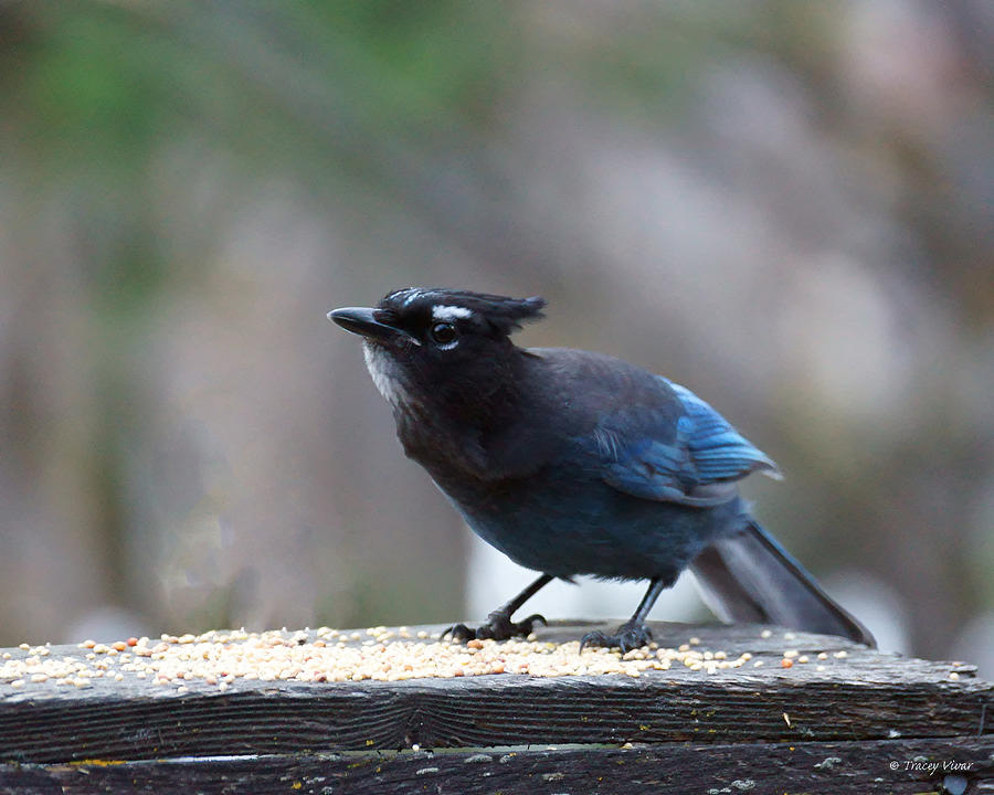 Cautious Stellers Jay  Photograph by Tracey Vivar