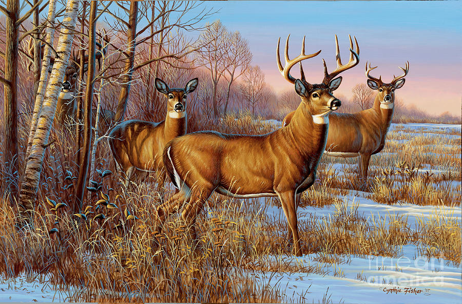 Cautious Whitetail Deer Painting by Cynthie Fisher