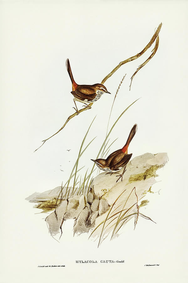 John Gould Drawing - Cautious Wren, Hylacola cauta by John Gould