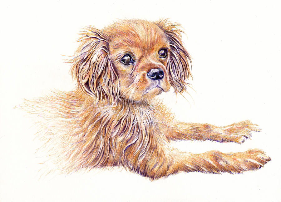 Cavalier King Charles Dog  Painting by Debra Hall