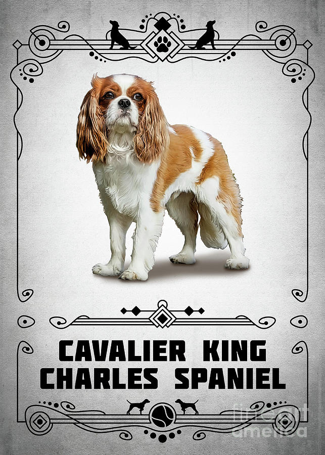 Animal Digital Art - Cavalier King Charles Spaniel by Bo Kev