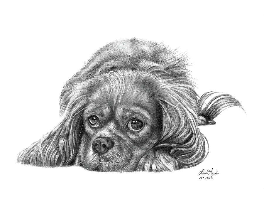 Cavalier King Charles Spaniel Drawing by Lena Auxier