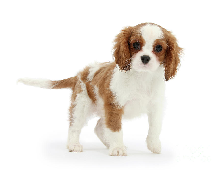 Cavalier King Charles Spaniel pup Photograph by Warren Photographic