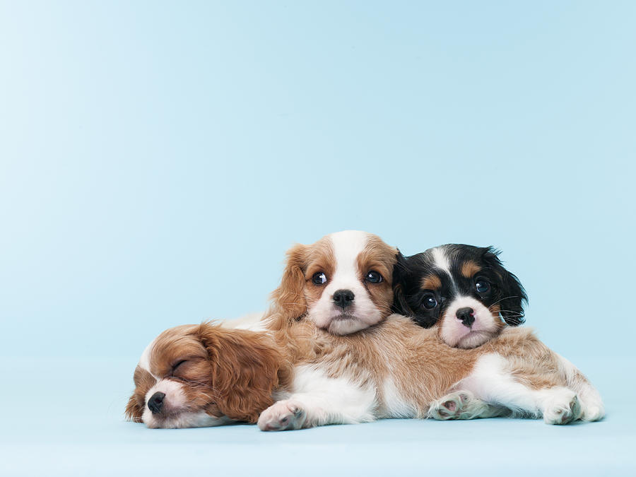 Cavalier King Charles Spaniel Puppies Photograph by Catherine Ledner