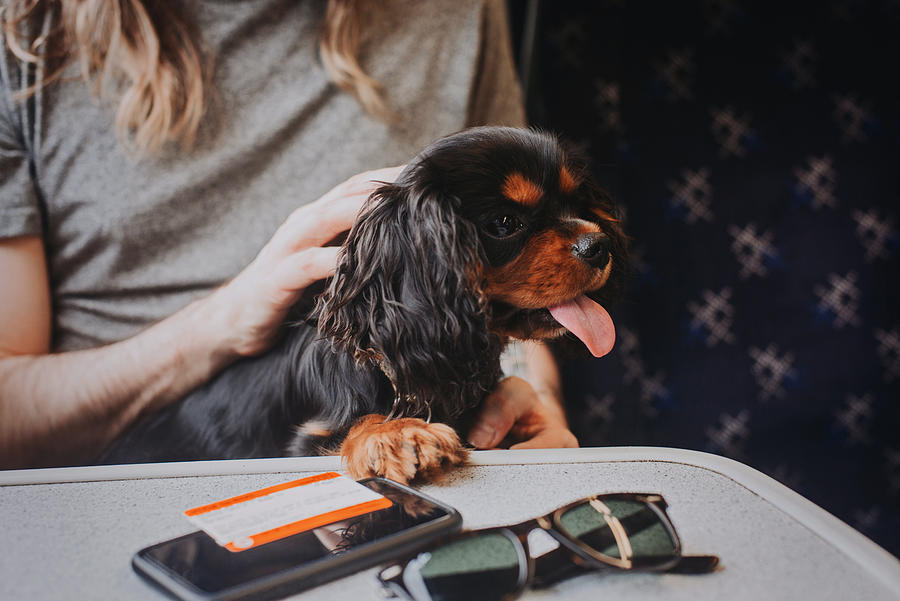 Cavalier King Charles Spaniel puppy on train Photograph by Mark Liddell