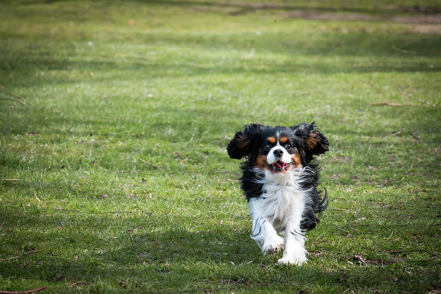 Cavalier King Charles Spaniel running Photograph by Radovan Zierik - Pixels