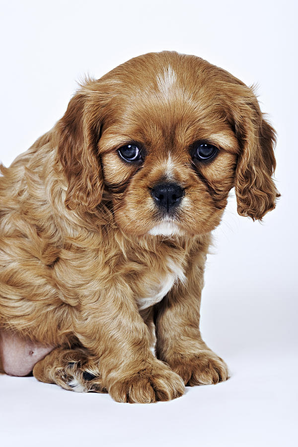 Cavalier King Charles Spaniel. Toy dog breed named after King Charles I, which had these dogs as pets for his children. Studio shot against a white background. Owned by Tara McClinton of South Africa. Photograph by Martin Harvey