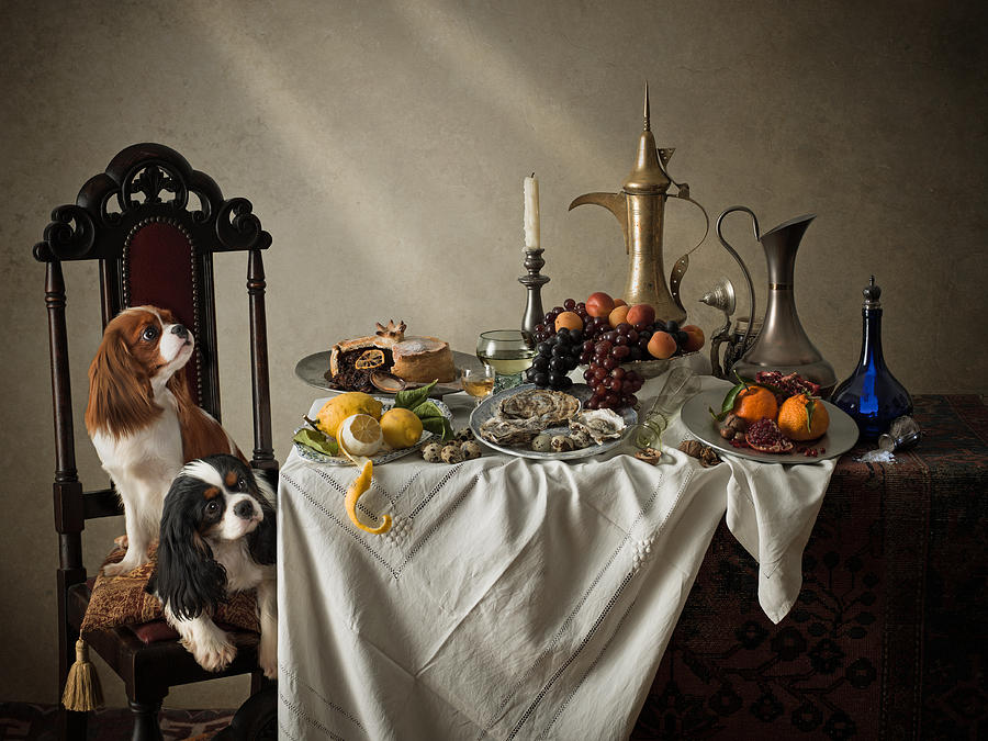 Cavalier King Charles Spaniels and dining table. Photograph by Tim Platt
