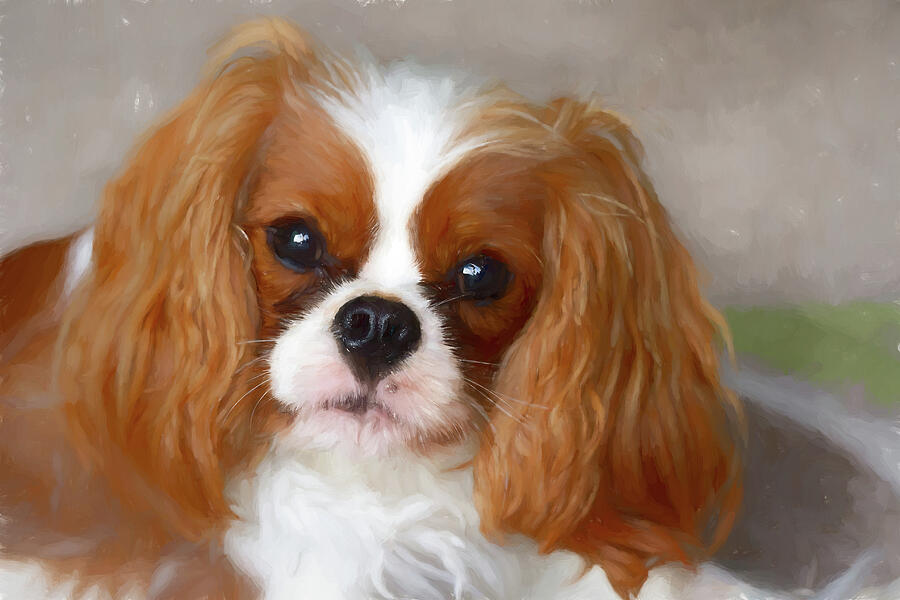 Cavalier King Charles Photograph by Tanya C Smith