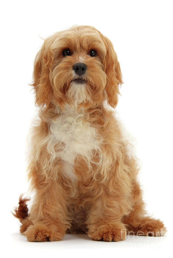 Cavapoo, 5 months old, sitting Photograph by Warren Photographic