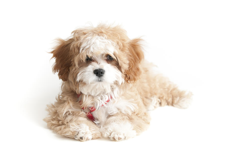 Cavapoo Puppy at 4 months Photograph by Lokibaho