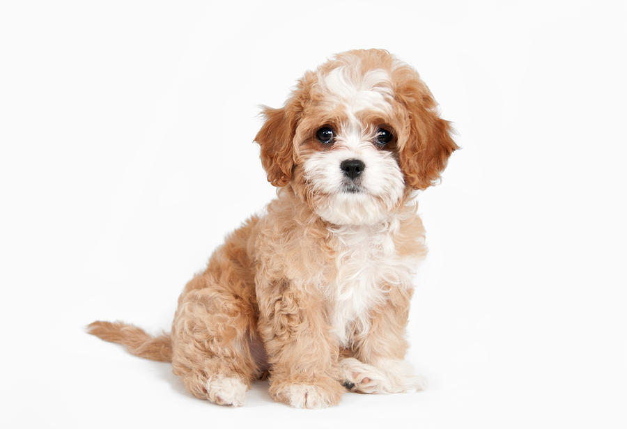 Cavapoo Puppy sitting Photograph by Lokibaho
