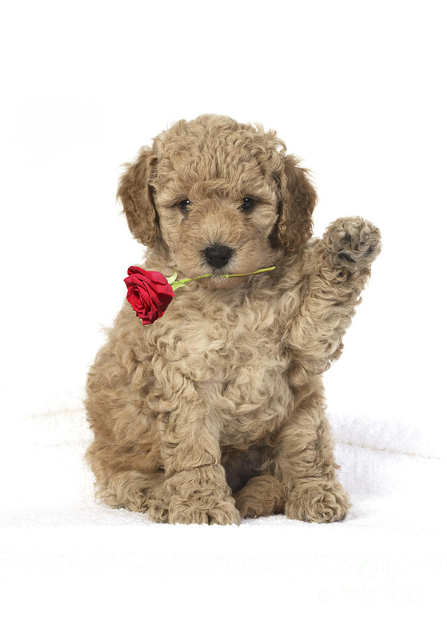 Animal Photograph - Cavapoo puppy with paw up holding red rose by John Daniels