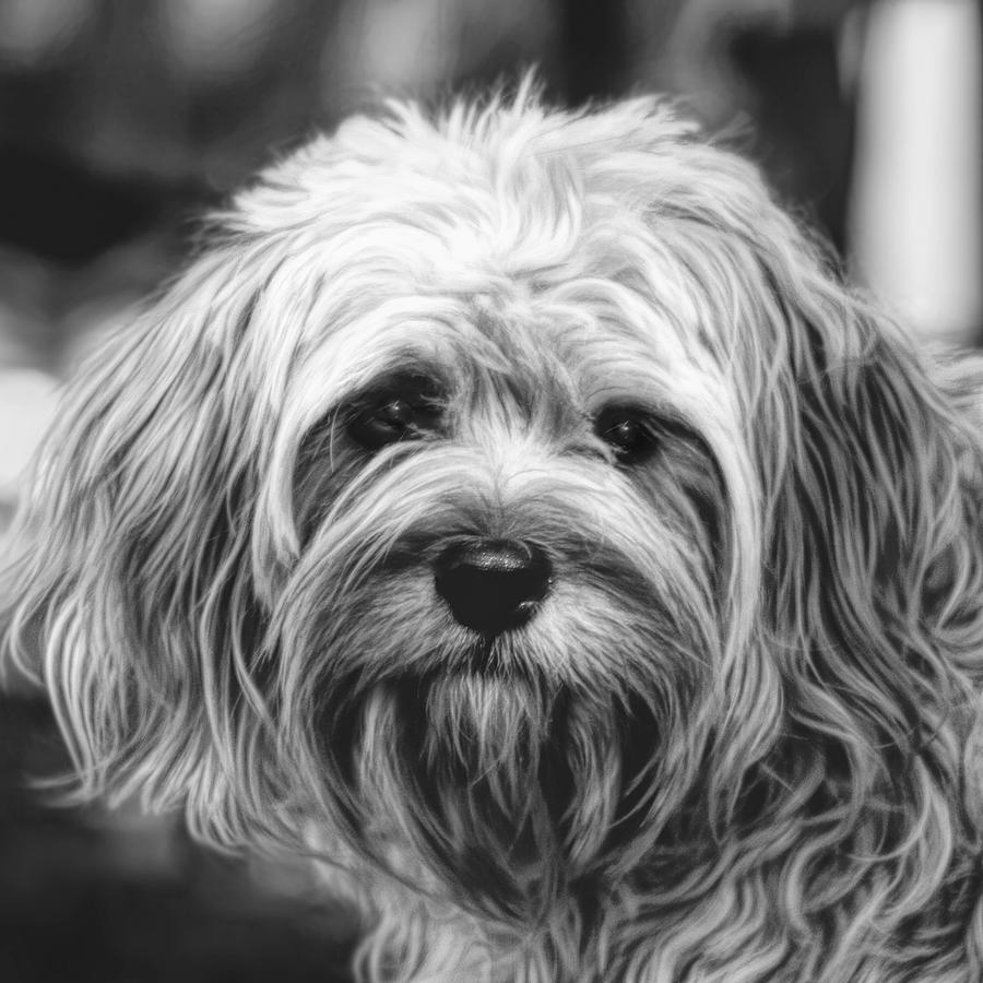 Cavapoo Photograph by Susan Hope Finley