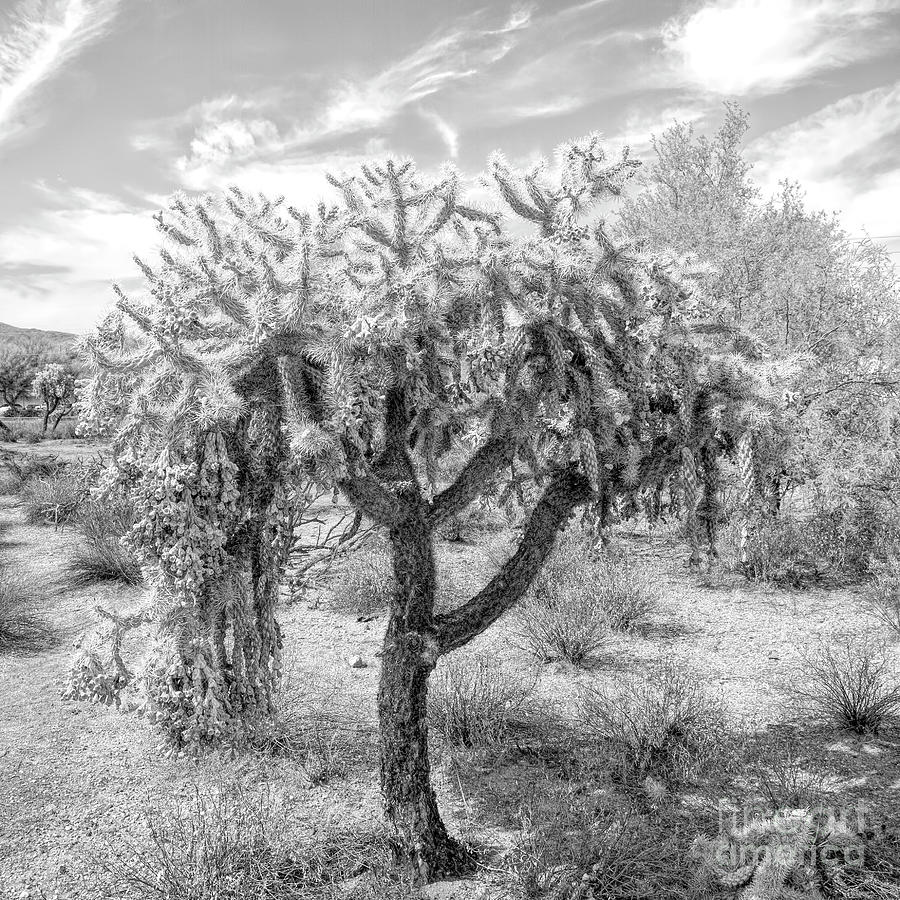 Cave Creek Cholla BW Photograph by Elisabeth Lucas Fine Art America