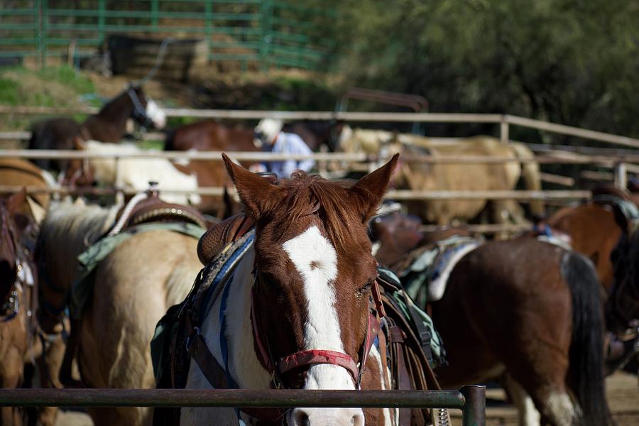 Cave Creek Trail Ride by Lisa Pandone Cave Creek Trail Ride by Lisa Pandone