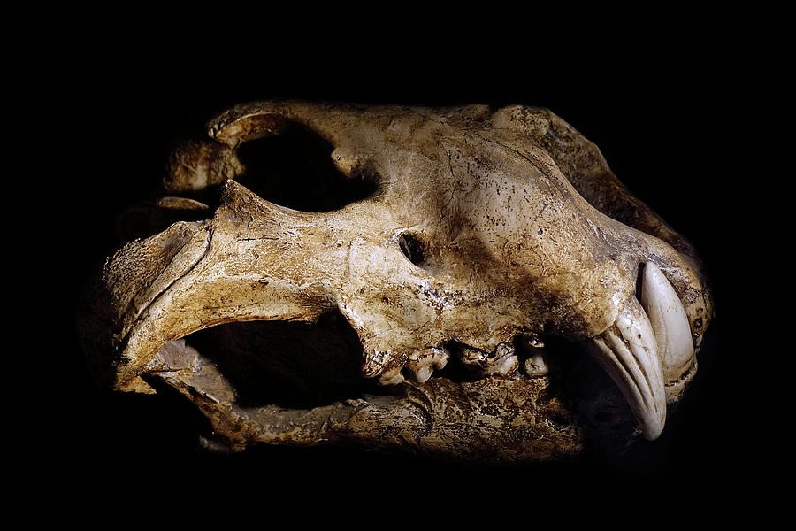 Cave Lion Skull Photograph by Arterra Picture Library