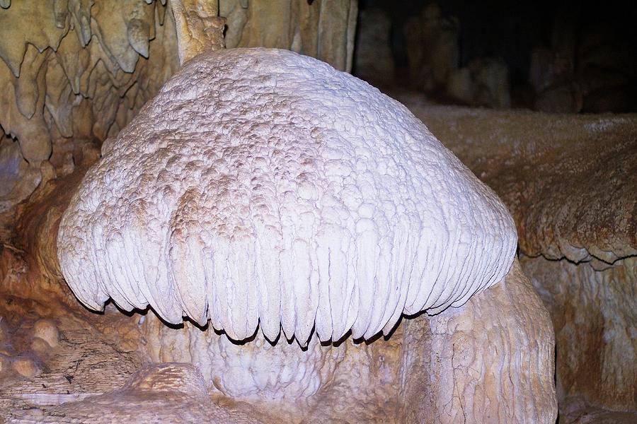 Cave Mushroom Photograph by Paul Rebmann